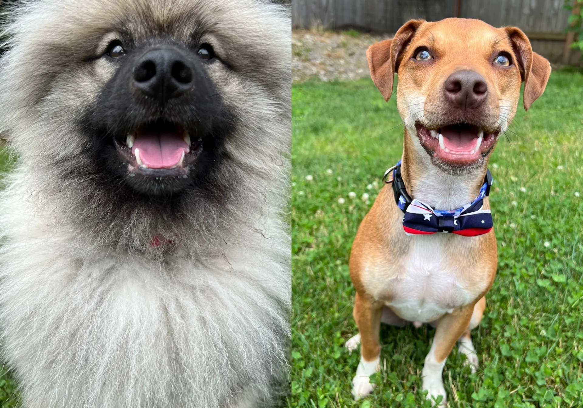 BearandBoe