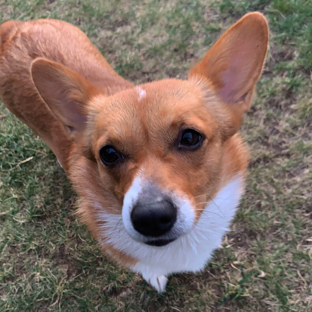 Dog Looking Up