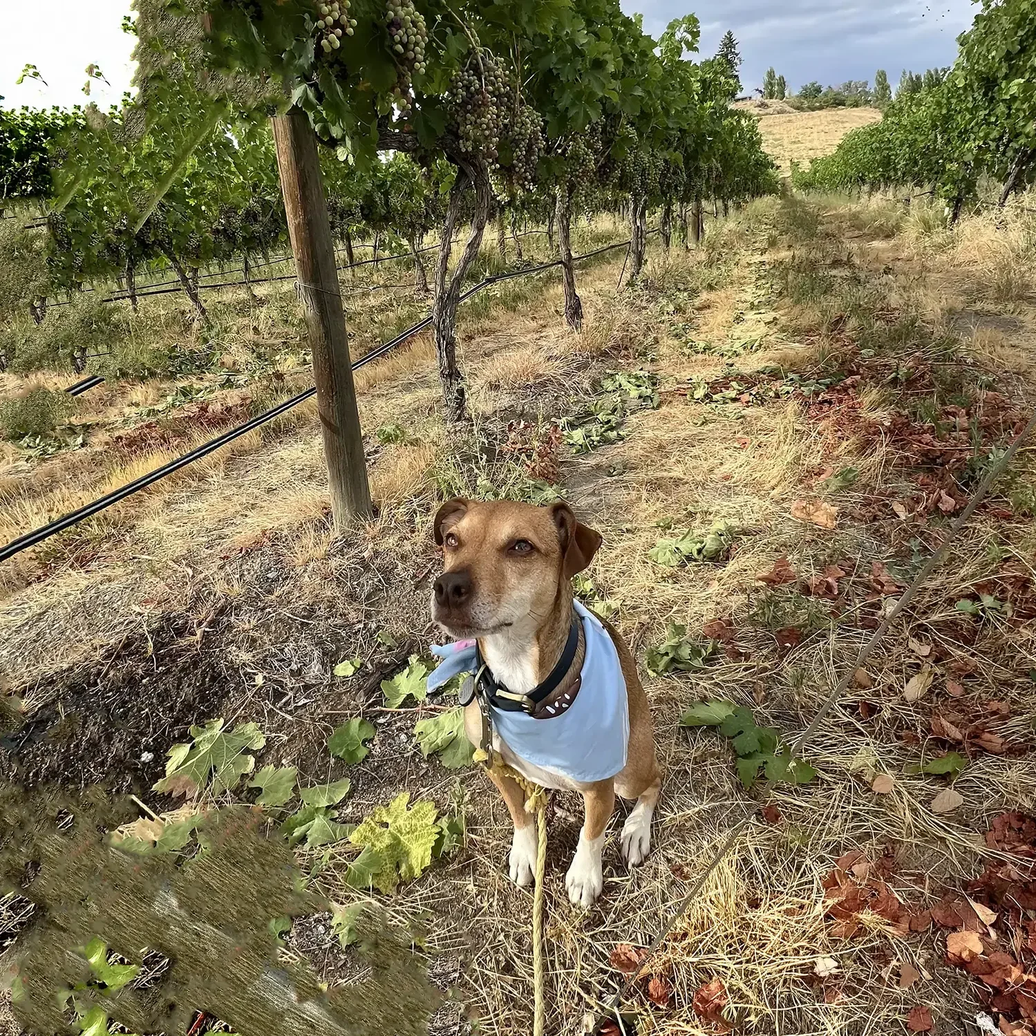 Dog Vineyard Afternoon copy 2